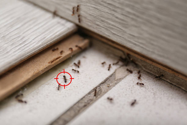 Best Termite Control Services  in Sea Isle City, NJ