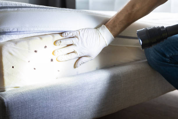 Best Wasp Removal Services  in Sea Isle City, NJ