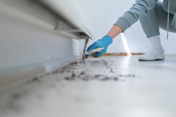 Best Flea Control Services  in Sea Isle City, NJ